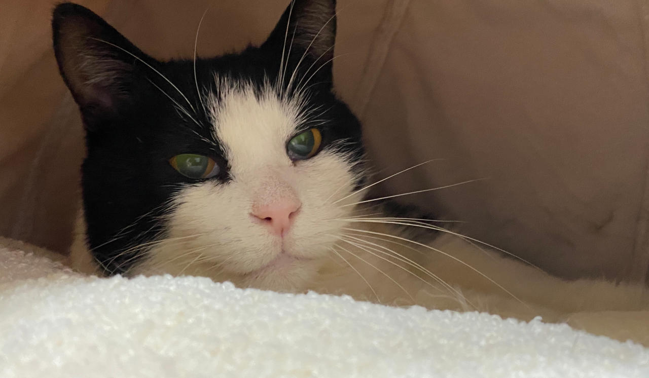 Curated visual reference: Picture Idea: Blind Cat Rescue Is A Life Time Care Sanctuary For