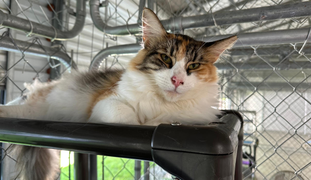 Curated visual reference: Curated Cat Leukemia Adoption Gallery View 27
