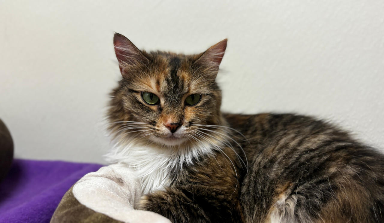 Fresh Look at Blind Cat Rescue Is A Life Time Care Sanctuary For