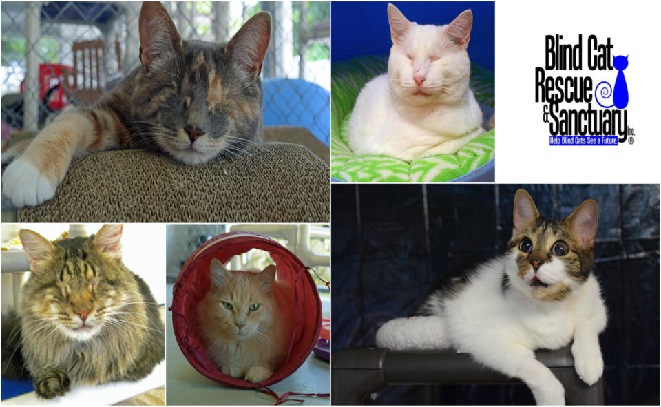 Blind Cat Rescue & Sanctuary